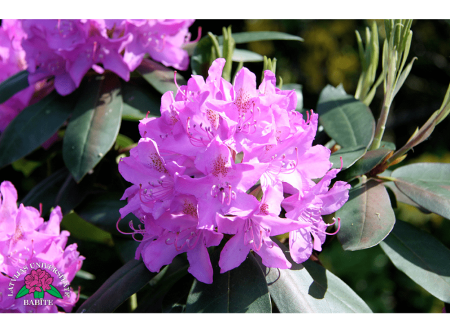 Rhododendron   'Roseum Elegans'